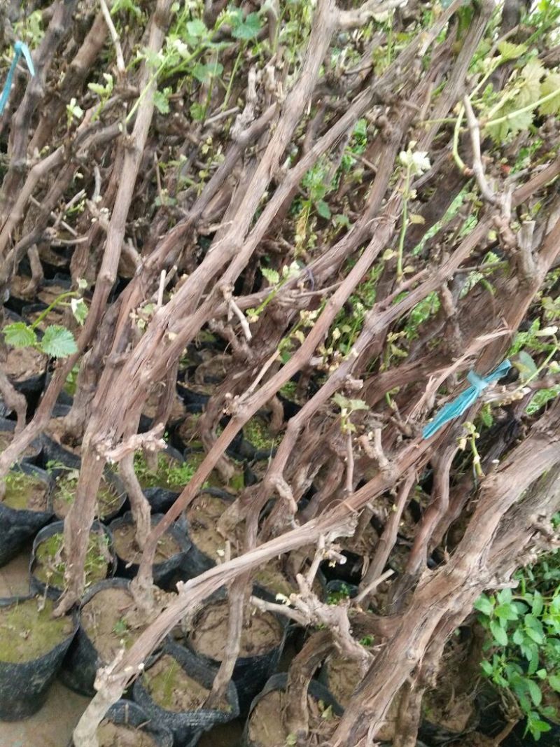 葡萄苗5年110~150cm