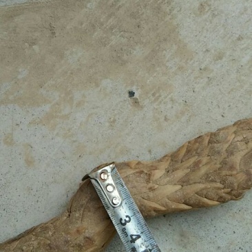 苁蓉