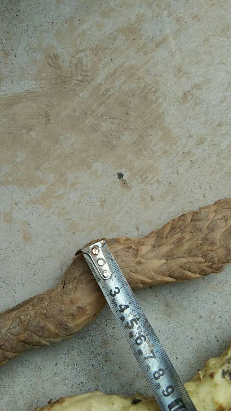 苁蓉