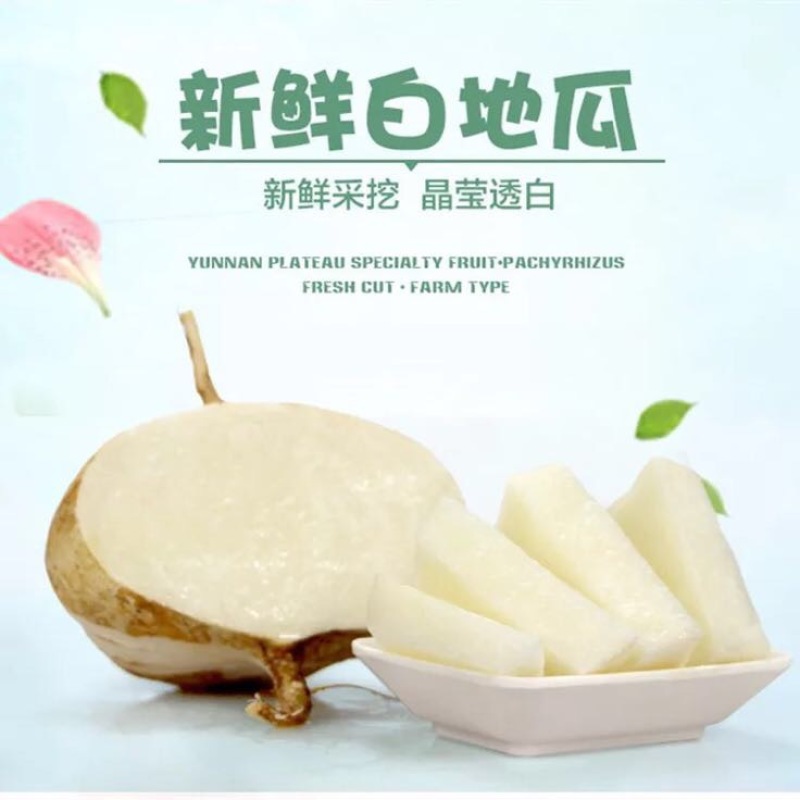 凉薯云南高原地瓜土瓜凉薯豆薯葛