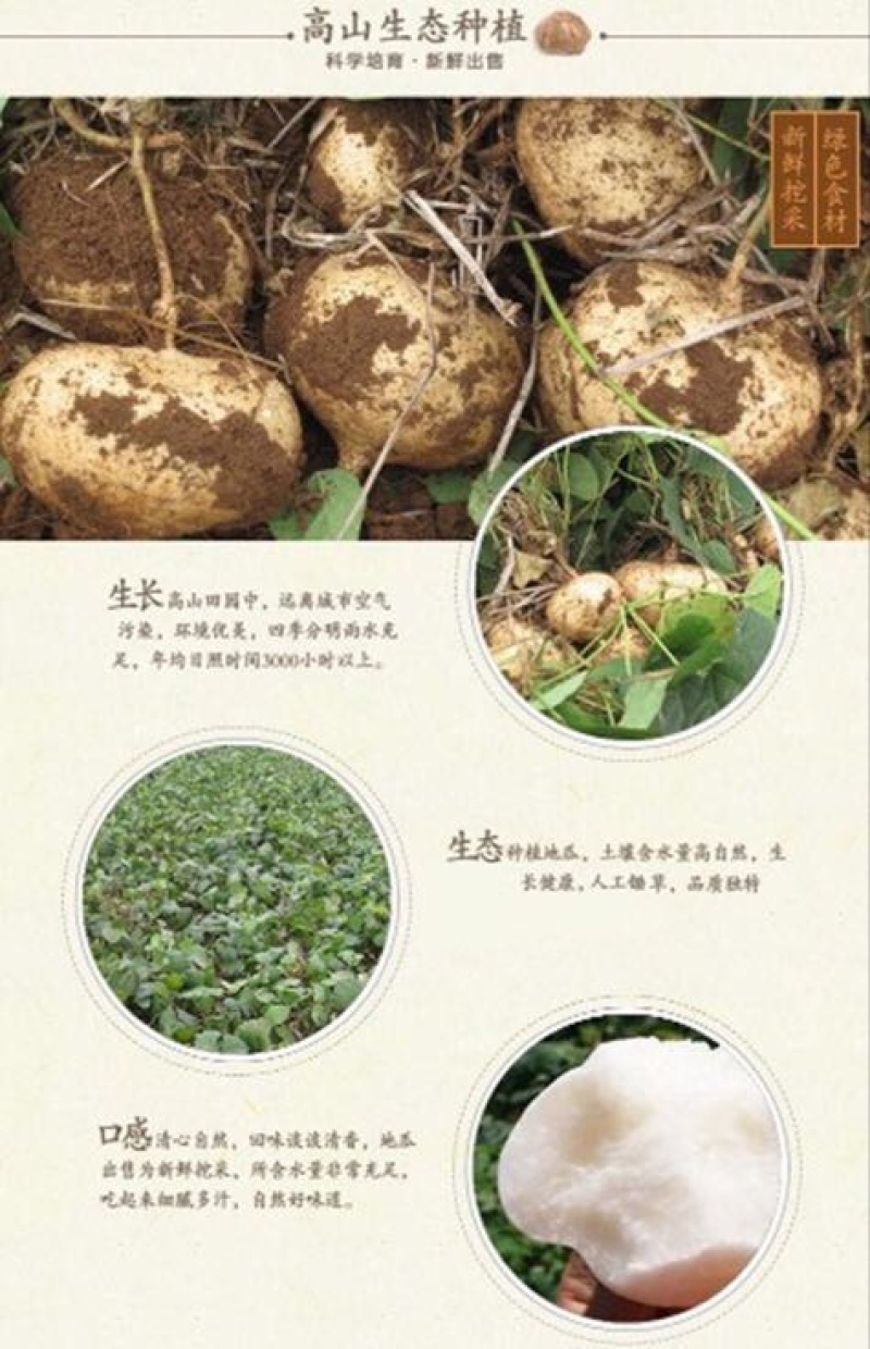 凉薯云南高原地瓜土瓜凉薯豆薯葛