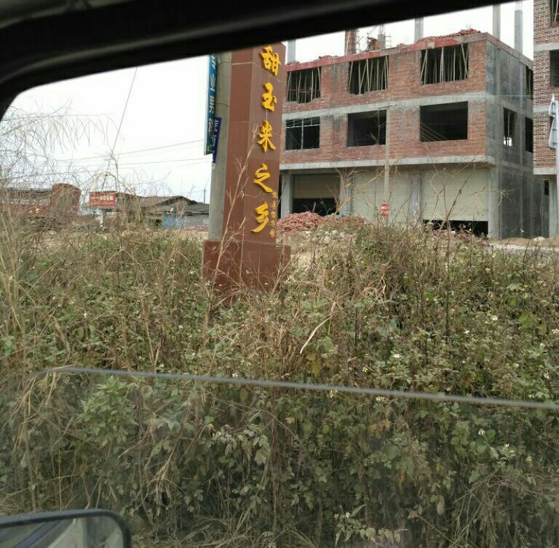 甜玉米.广西横县甜玉米之乡太阳花3号6号/已大量上市