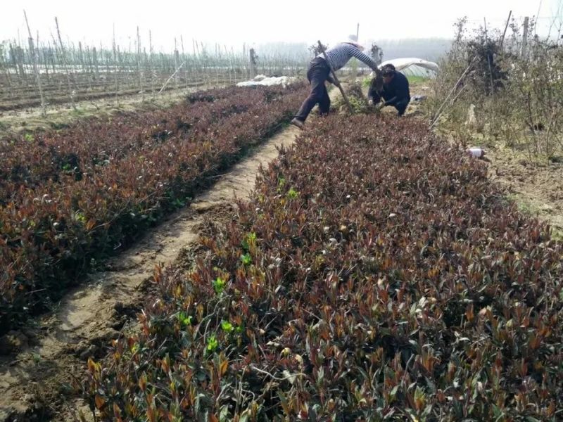 金银花1米以下