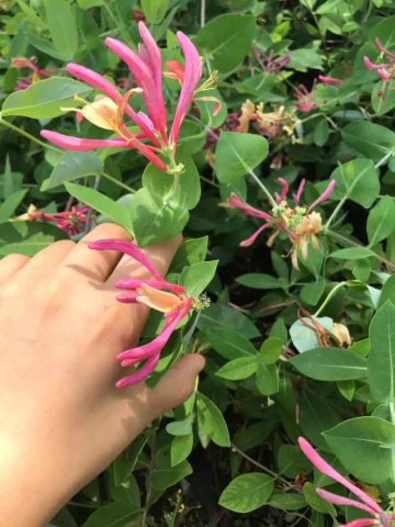 金银花1米以下