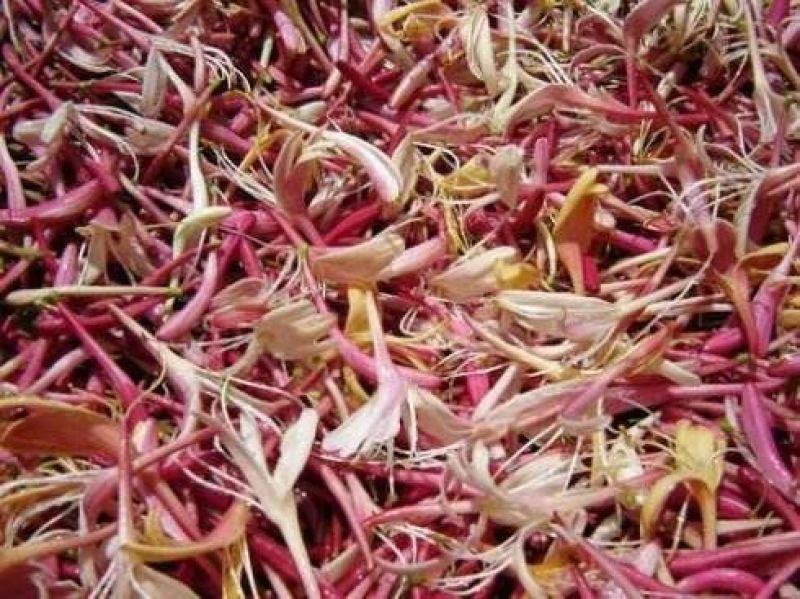 金银花1米以下