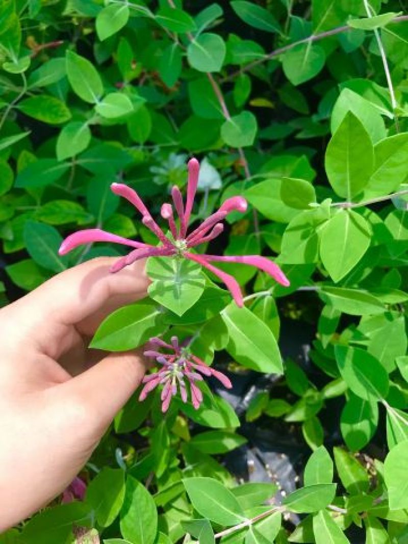 金银花1米以下
