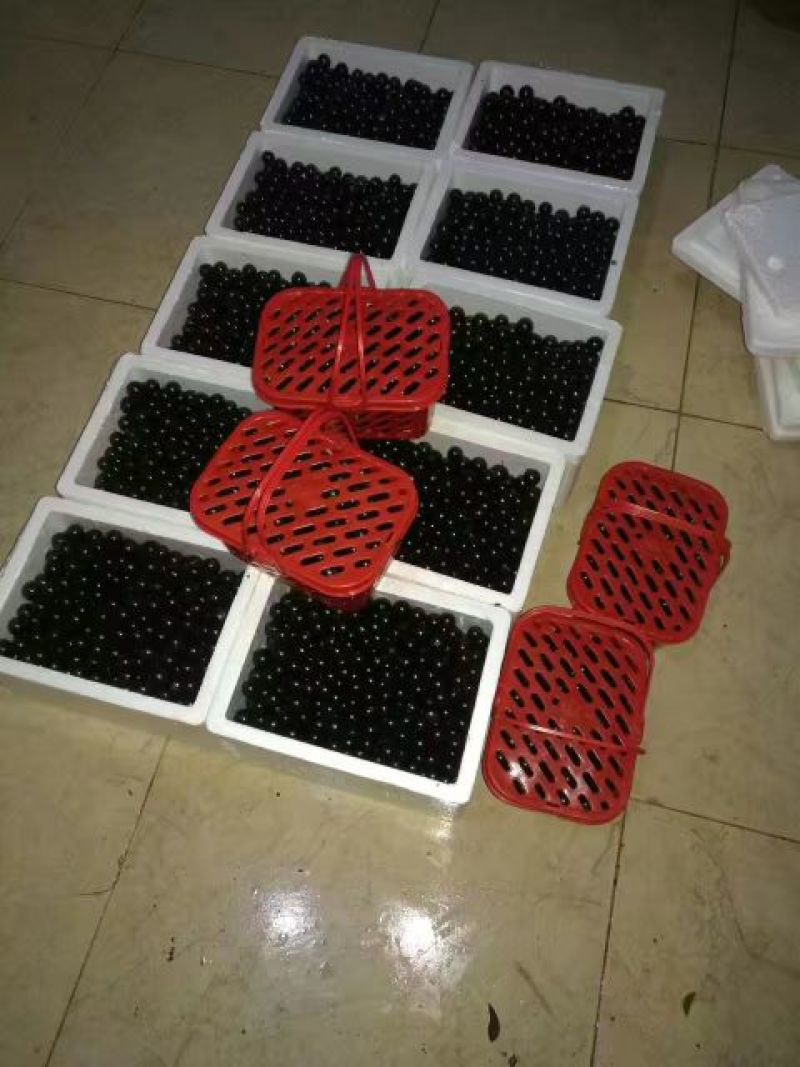 嘉宝果10~12g