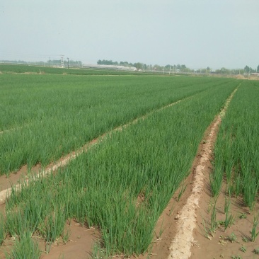 专业育种大葱葱苗40cm