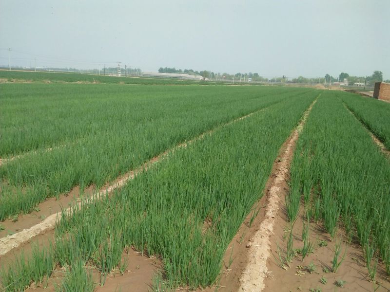 专业育种大葱葱苗40cm