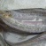 鲤鱼2~3公斤食用