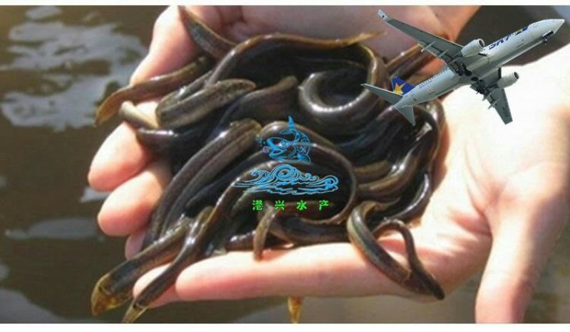 泥鳅苗淡水杂交泥鳅苗可食用台湾泥鳅苗泥鳅水花苗基地供货