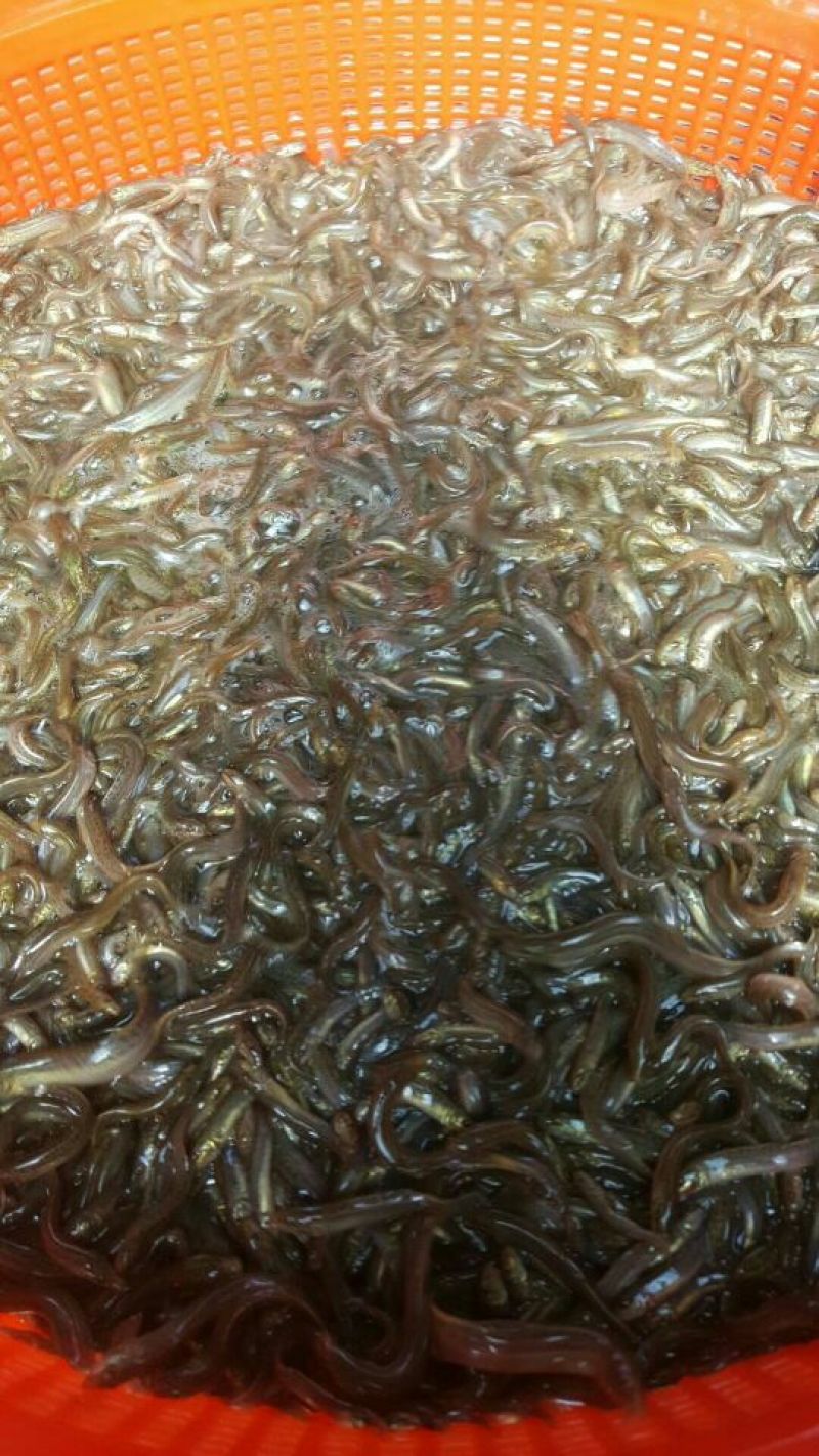 泥鳅苗淡水杂交泥鳅苗可食用台湾泥鳅苗泥鳅水花苗基地供货