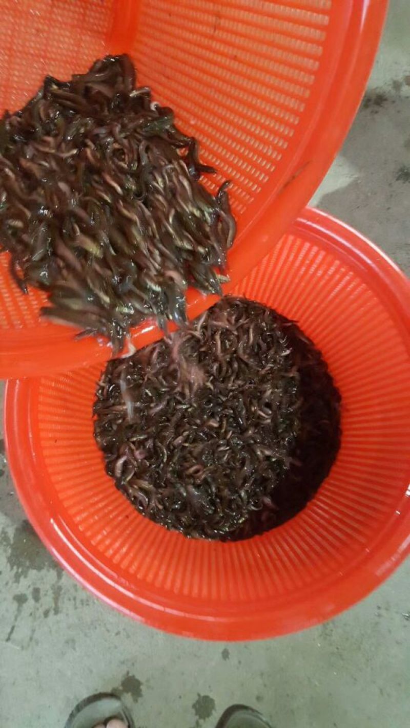 泥鳅苗淡水杂交泥鳅苗可食用台湾泥鳅苗泥鳅水花苗基地供货