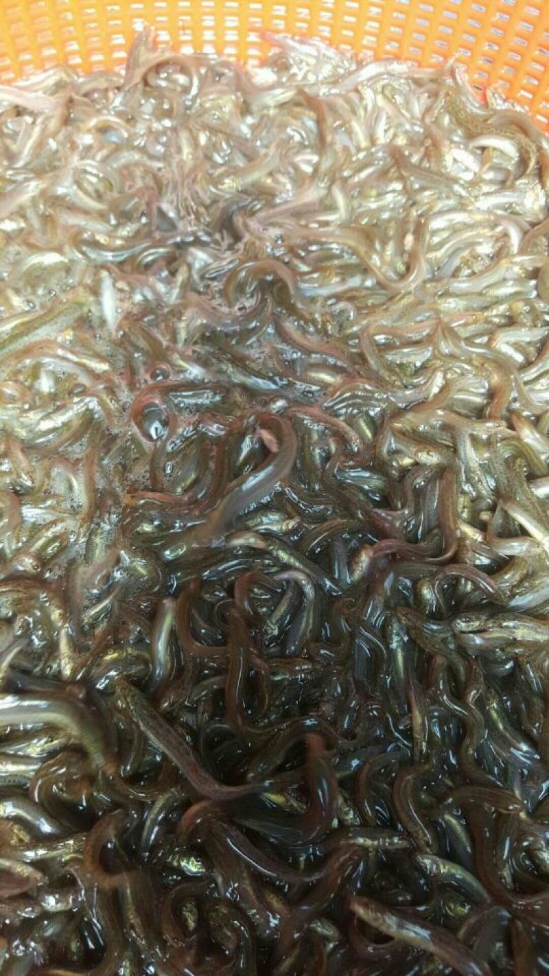泥鳅苗淡水杂交泥鳅苗可食用台湾泥鳅苗泥鳅水花苗基地供货