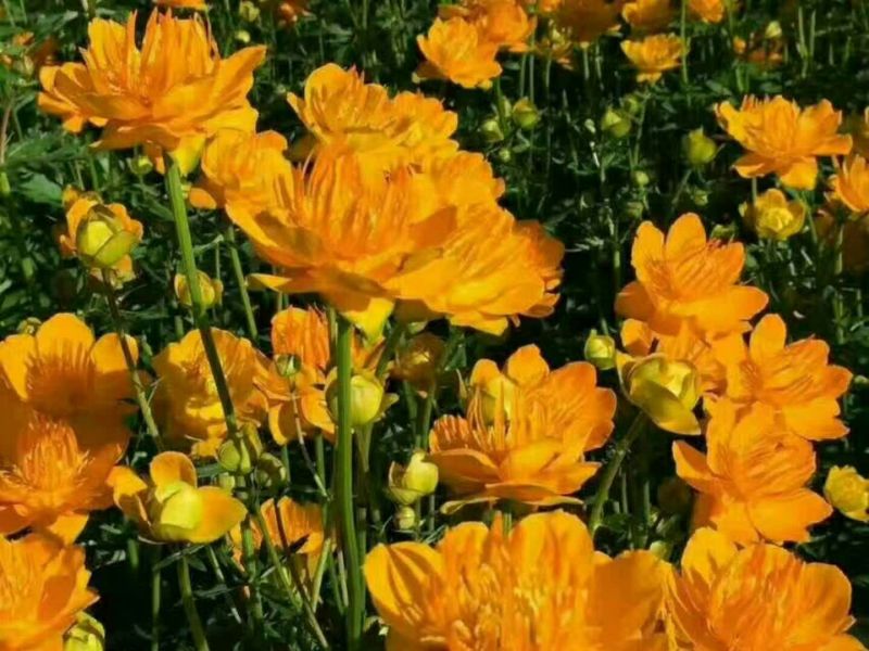 金莲花苗