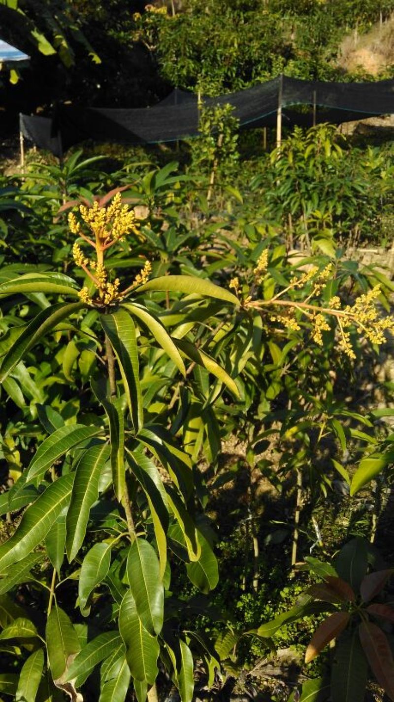 芒果苗1~1.5m