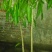 芒果苗1~1.5m