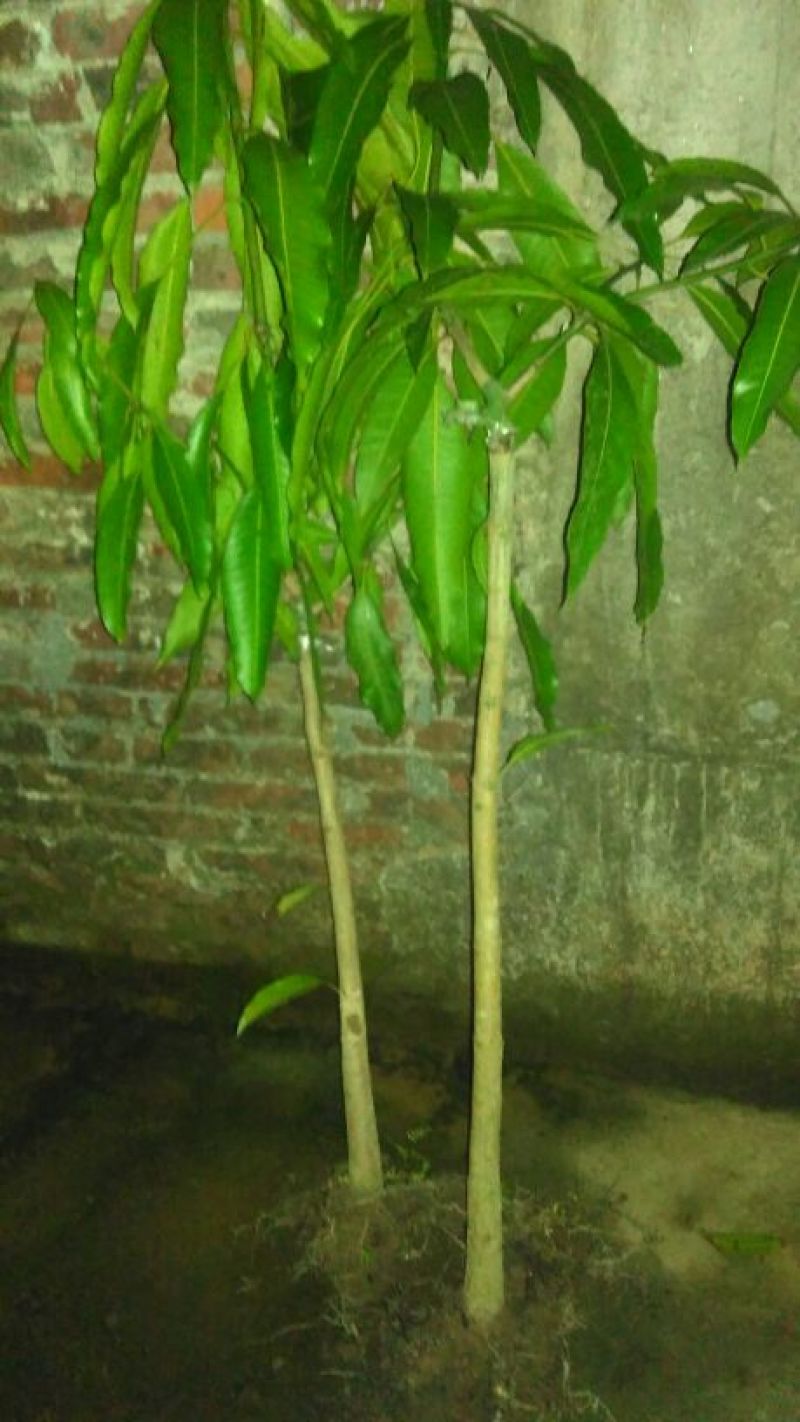 芒果苗1~1.5m