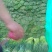 杂交蒜薹通货30cm以下