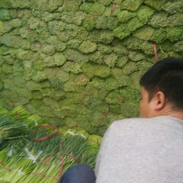 杂交蒜薹通货30cm以下