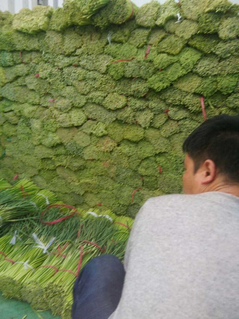 杂交蒜薹通货30cm以下