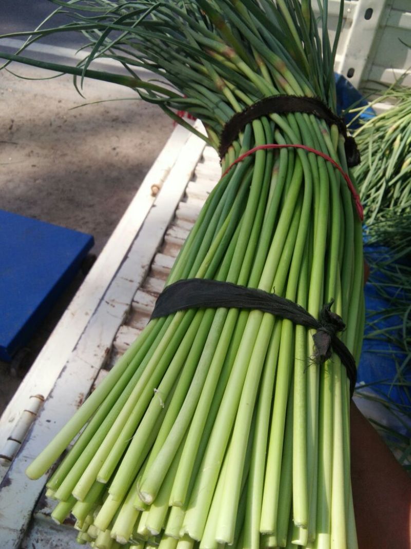 杂交蒜薹通货30cm以下