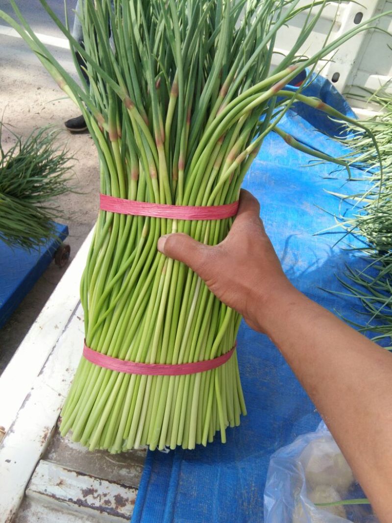 杂交蒜薹通货30cm以下