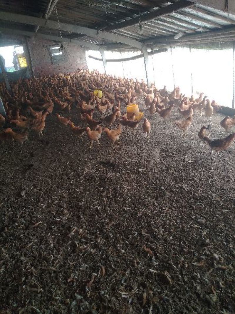 苏北土鸡青脚鸡六个月以下