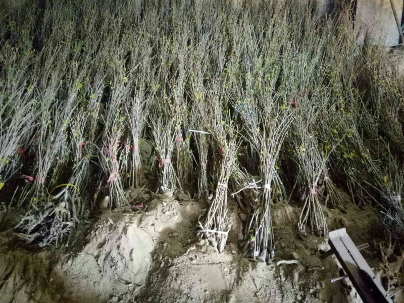 俄罗斯8号樱桃苗1年80cm以上，是一种抗寒品种