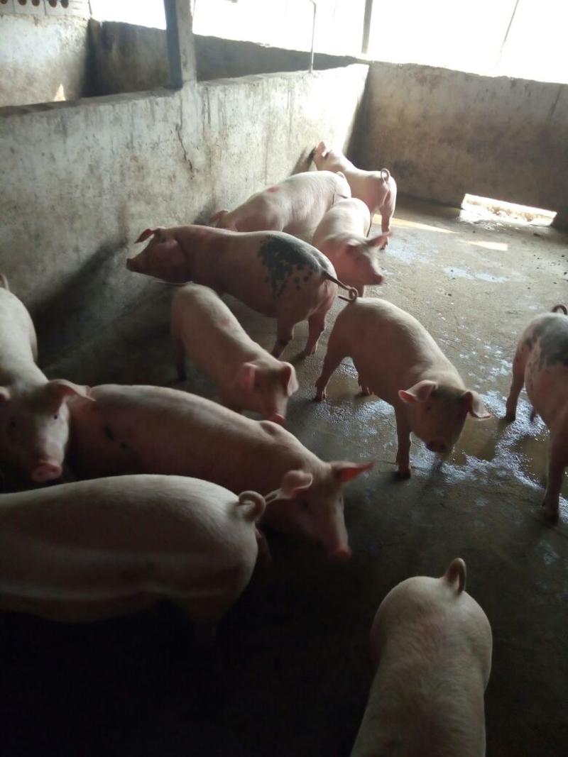 [荐]三元仔猪20~60斤繁育基地价品种繁多