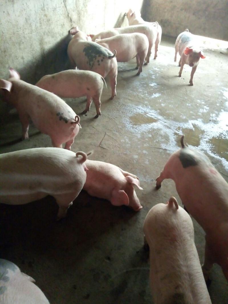 [荐]三元仔猪20~60斤繁育基地价品种繁多