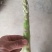 芦笋10毫米以上