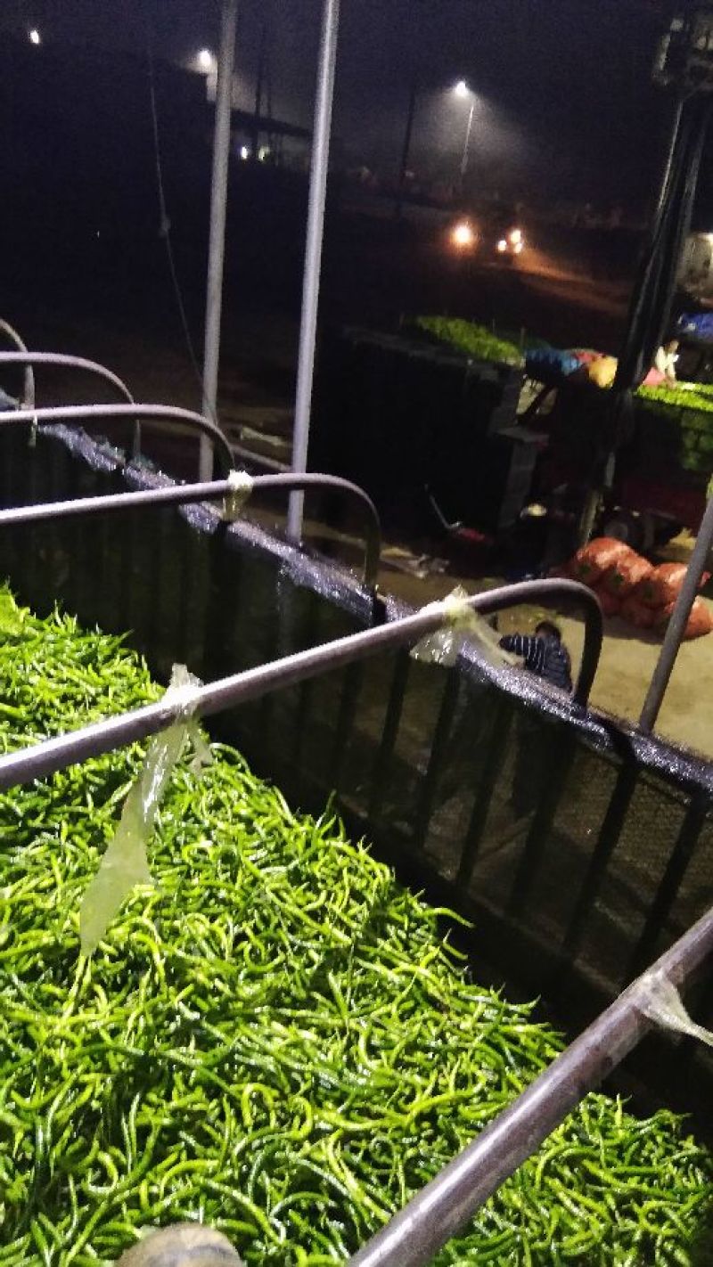湛江产地供应新鲜辣椒三号八号线椒现摘现供