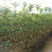 金桂花树苗50~80cm