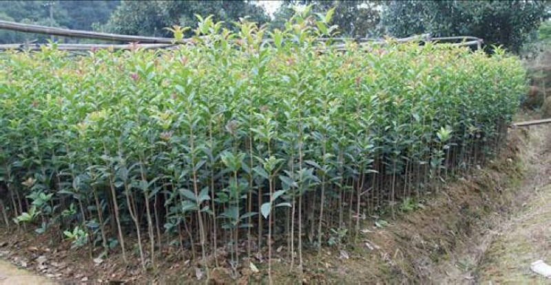 金桂花树苗50~80cm