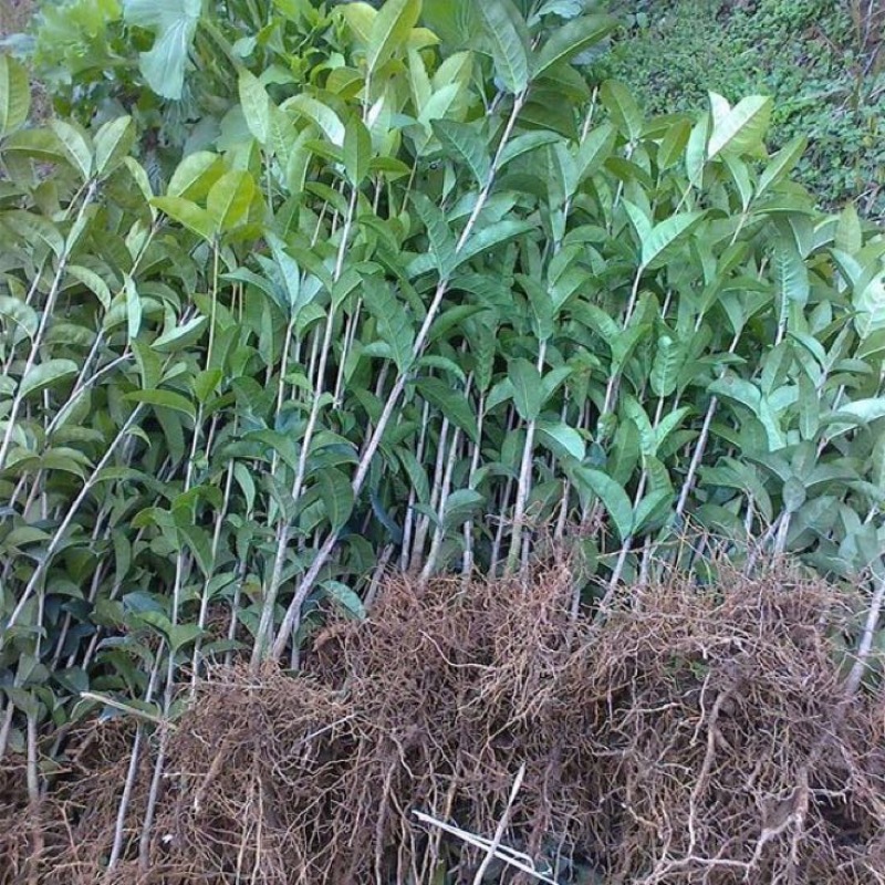 金桂花树苗50~80cm