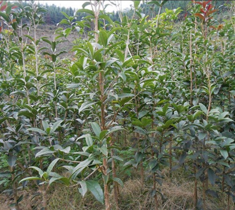 金桂花树苗50~80cm
