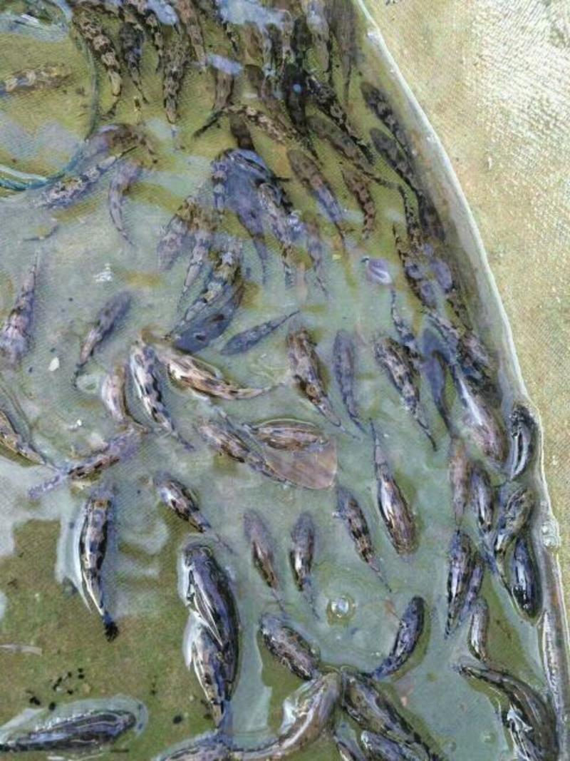 【产地发货】笋壳鱼苗，泰国笋壳鱼苗，免费提供养殖技术