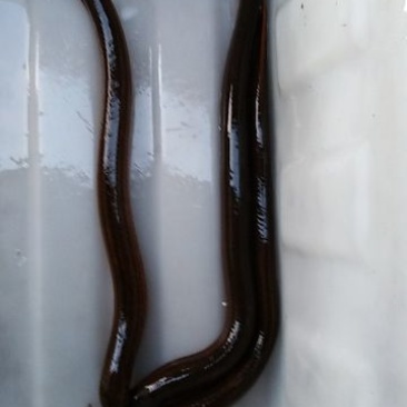 黄鳝食用活鱼