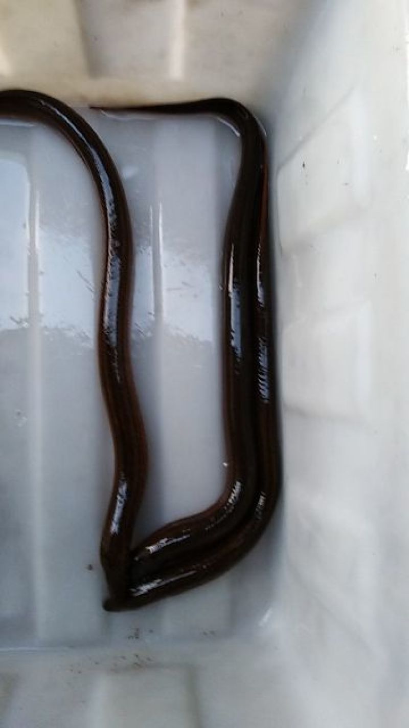 黄鳝食用活鱼