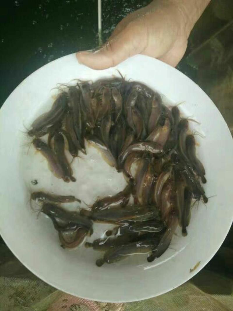 【产地发货】鲶鱼苗，本地三黄塘鲺鱼苗滑哥鱼塘角鱼提供技术