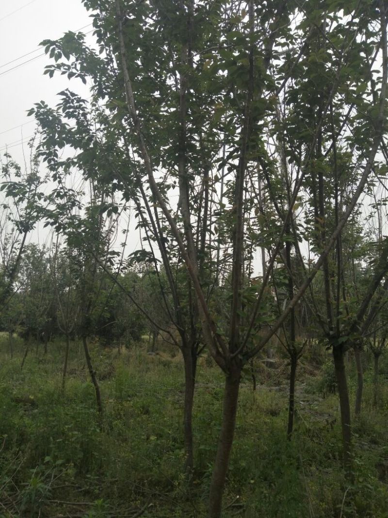 樱花树6~8cm
