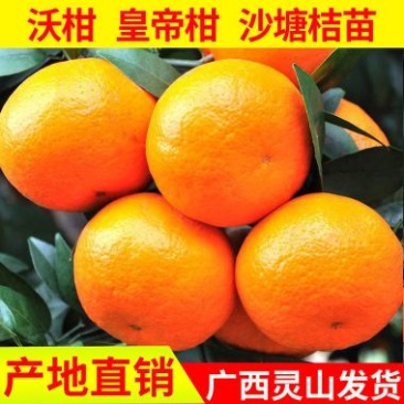 沃柑苗30~50cm