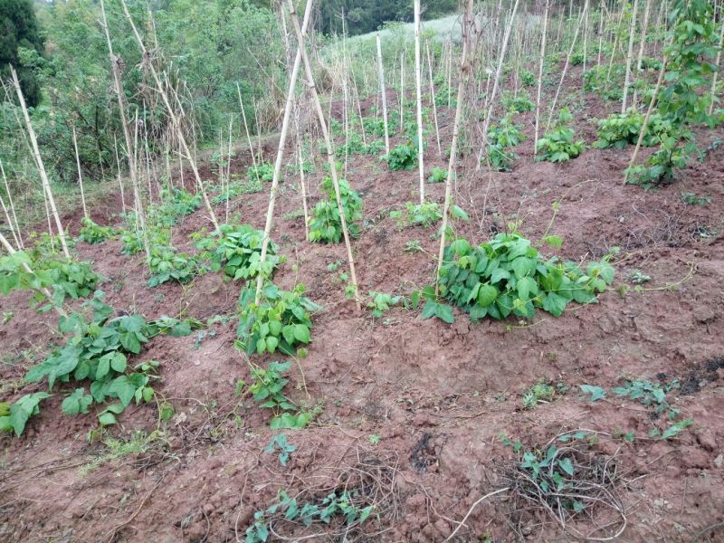 葛根药用1.5~2斤