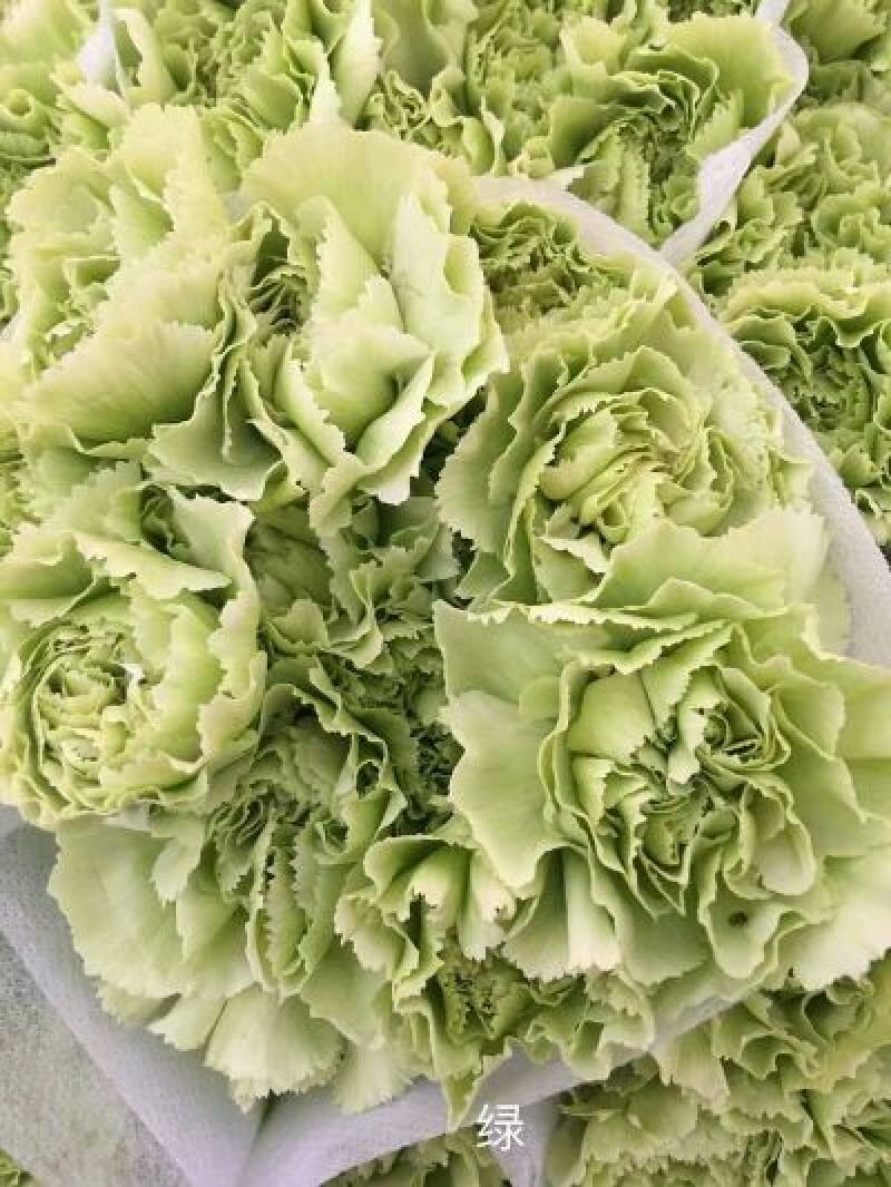 康乃馨种苗颜色齐全，价格合理量大从优！
