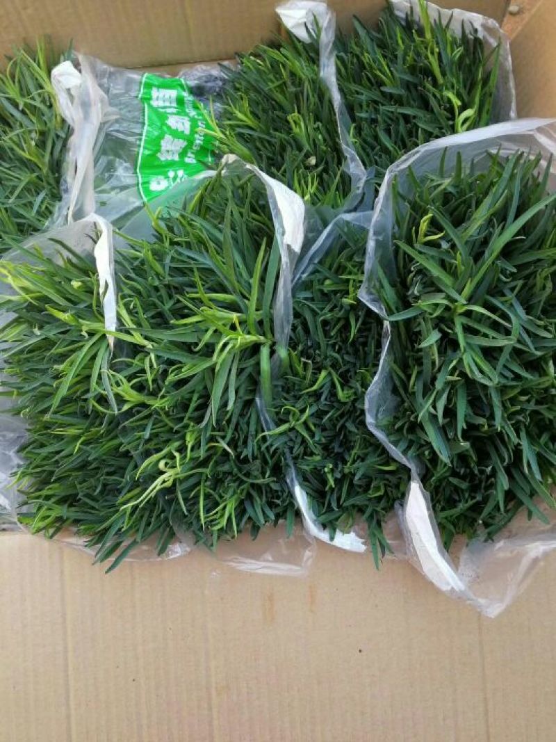 康乃馨种苗颜色齐全，价格合理量大从优！