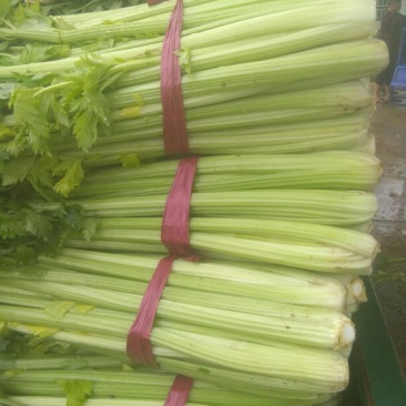 西芹50cm以上