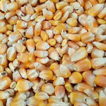 玉米14~16%