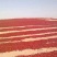电商平台直供灰枣精品新疆若羌红枣厂家直供量大从优