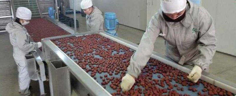 电商平台直供灰枣精品新疆若羌红枣厂家直供量大从优